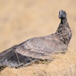 Liberaron un cóndor andino en Piedra del Molino, Cachi