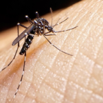 Salud Pública insta a la población a fortalecer las medidas de prevención para evitar las enfermedades transmitidas por mosquitos
