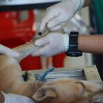 Nueva jornada de Castración y Vacunación animal en el CIC La Lonja