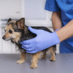 San Lorenzo: continúan los operativos gratuitos de castración y vacunación animal en el municipio