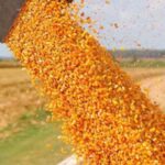 Baja de retenciones: ¿Cómo afecta esta medida a los productores de Salta?