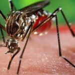 Dengue: se confirmó el quinto caso en Capital