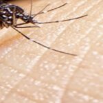 Salud advierte sobre los casos de dengue en Salta