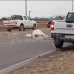 Atropellan a un caballo en la Circunvalación Oeste: caos vehicular y riesgo de tragedia