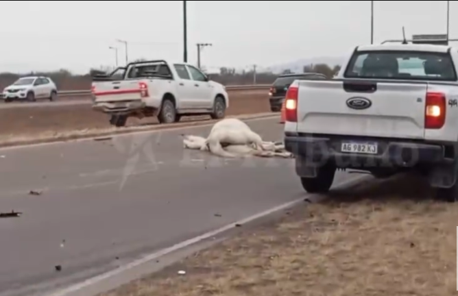 Atropellan a un caballo en la Circunvalación Oeste: caos vehicular y riesgo de tragedia