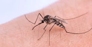 ¡Alerta Chikungunya! Tartagal trabaja en detectar febriles y en el descacharrado