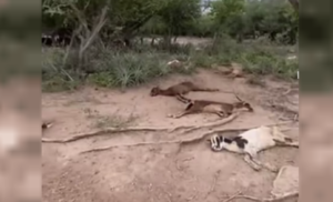 El Bermejo arrasó todo: El agua avanzó 20 km y dejó familias atrapadas y animales muertos