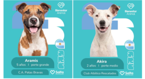 La tierna campaña mundialista para la adopción de perros que es furor en Salta