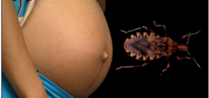 Chagas en Salta: Advierten que la mayoría de los nuevos casos se transmite de madre a hijo